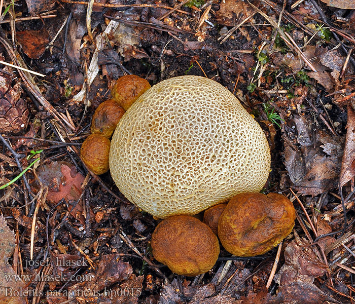 Boletus_parasiticus_bp0015