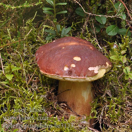 Boletus pinophilus pinicola Pine Bolete Rødbrun rørhat