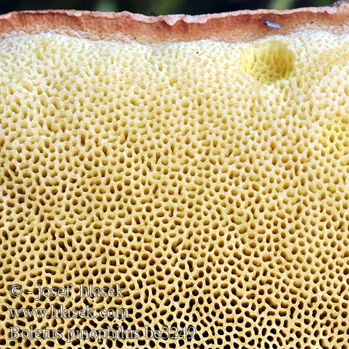 Boletus pinophilus be3249
