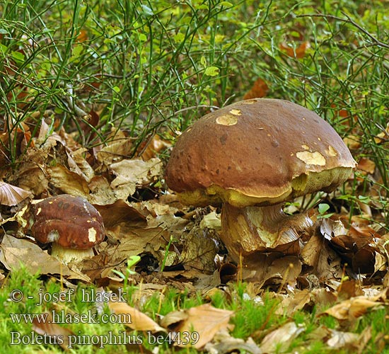 Boletus pinophilus be4439