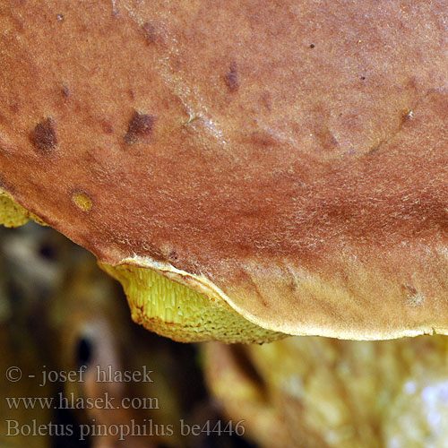 Boletus pinophilus be4446