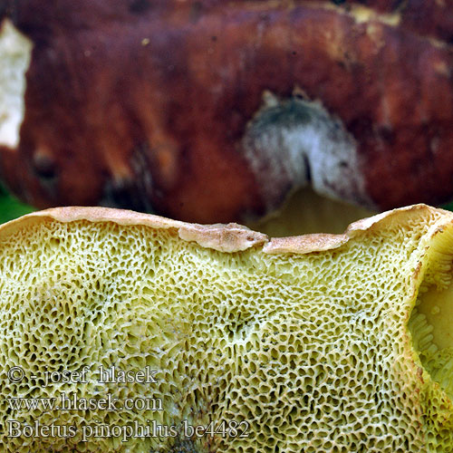 Белый гриб сосновый Boletus pinophilus pinicola