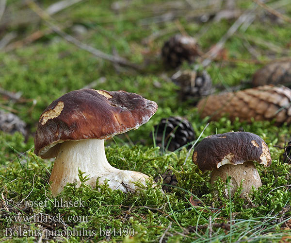 Pine Bolete Rødbrun rørhat Männynherkkutatti Cèpe pins