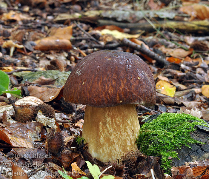 Boletus pinophilus Rödbrun stensopp Rødbrun steinsopp