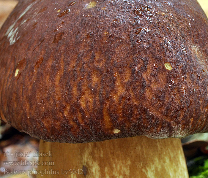 Boletus pinophilus Borov goban Белый гриб сосновый