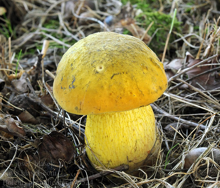 Boletus primulicolor Hřib prvosenkový