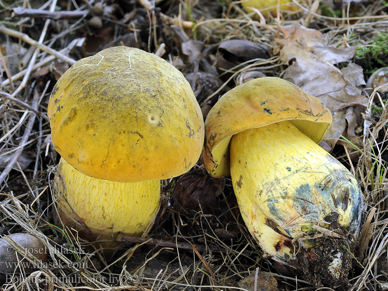 Hřib prvosenkový Boletus primulicolor