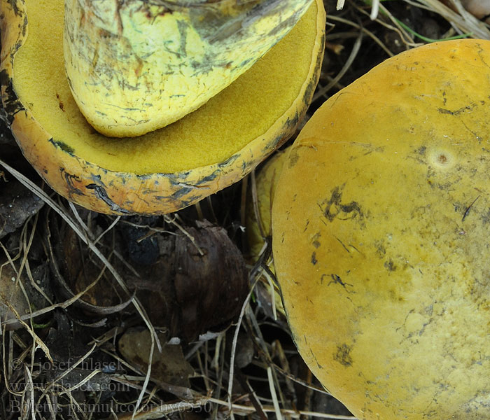 Boletus luridus primulicolor Hřib koloděj prvosenkový