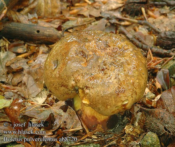 Boletus pulverulentus Hřib modračka Borowik klinowotrzonowy