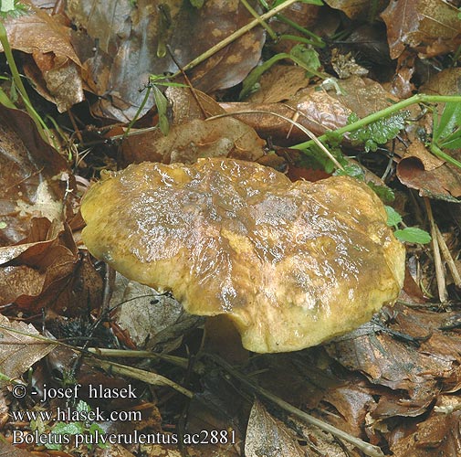 Boletus pulverulentus ac2881