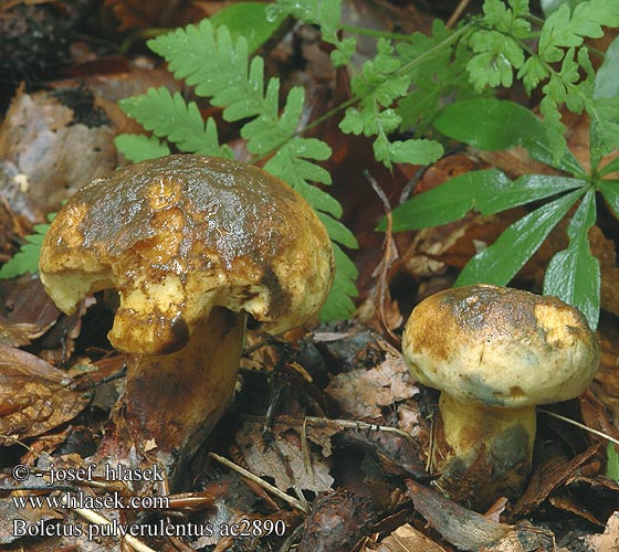 Boletus pulverulentus Inkstain Bolete Sortblånende rørhat