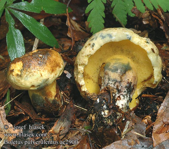 Boletus pulverulentus Inktboleet イロガワリ Ligeti tinorú