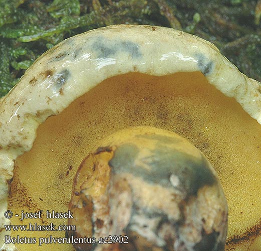 Boletus pulverulentus ac2902