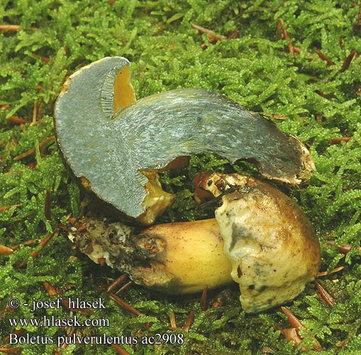 Boletus pulverulentus Bolet pulvérulent Hřib modračka