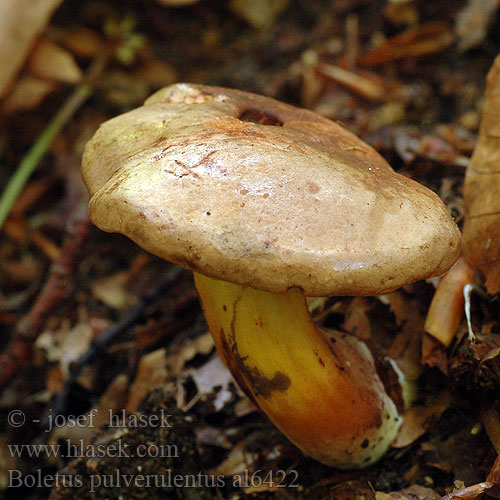 Boletus pulverulentus al6422