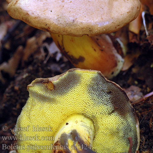 Hríb modrejúci Inkstain Bolete