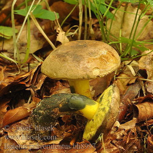 Boletus pulverulentus bh8997