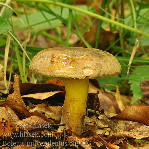 Boletus pulverulentus bh9003