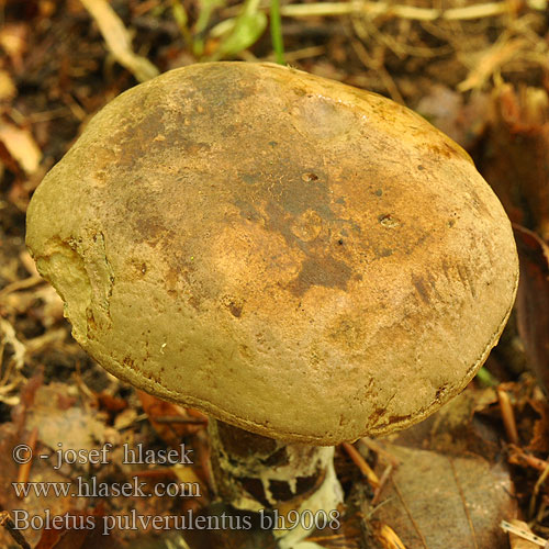 Boletus pulverulentus bh9008