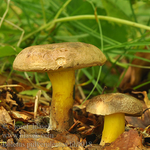 Boletus pulverulentus bh9018