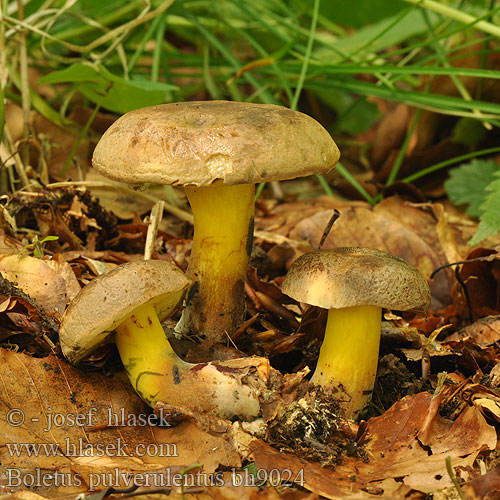 Boletus pulverulentus bh9024