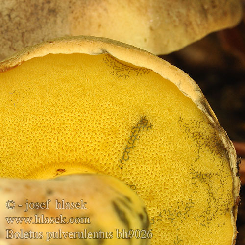 Boletus pulverulentus bh9026