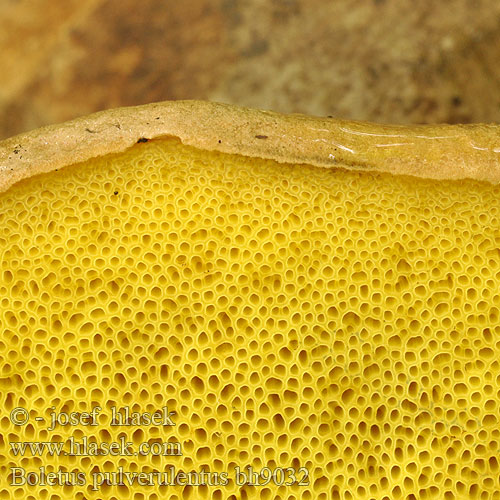 Boletus pulverulentus bh9032