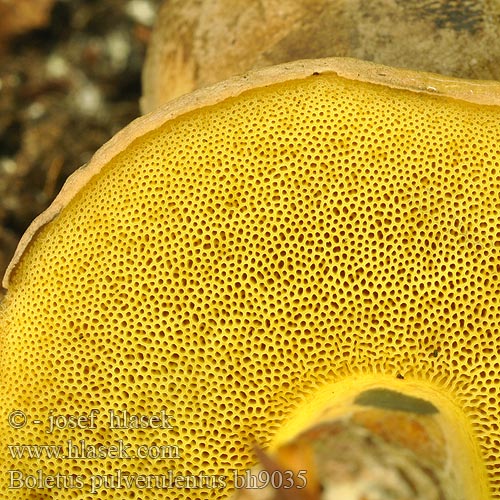 Boletus pulverulentus bh9035