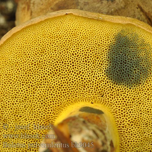 Boletus pulverulentus bh9045