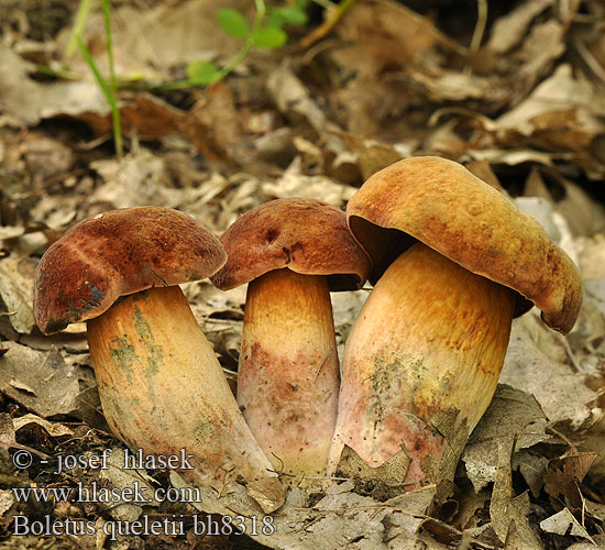 Boletus queletii bh8318