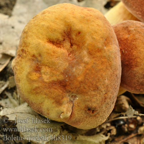 Boletus queletii bh8319