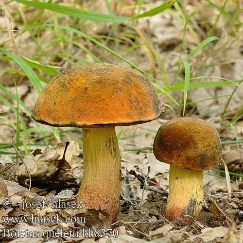 Boletus queletii bh8370