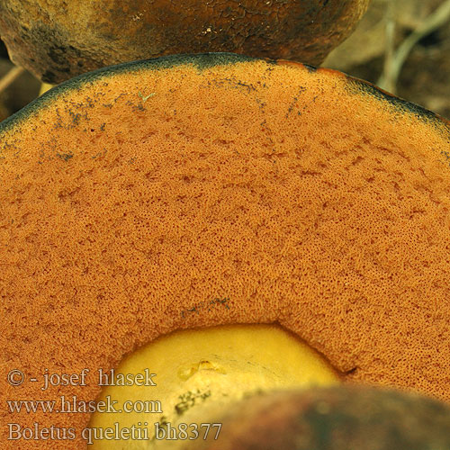 Boletus queletii bh8377