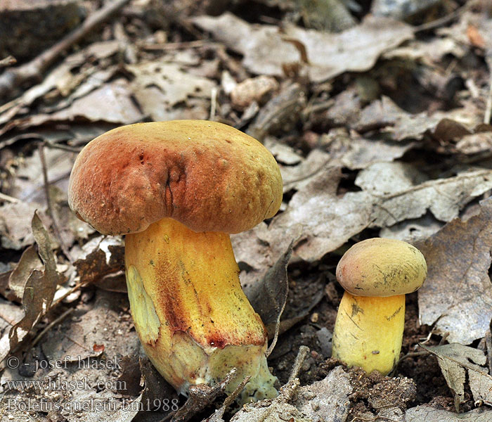 Boletus queletii Hřib Quéletův Glattstieliger Hexenröhrling