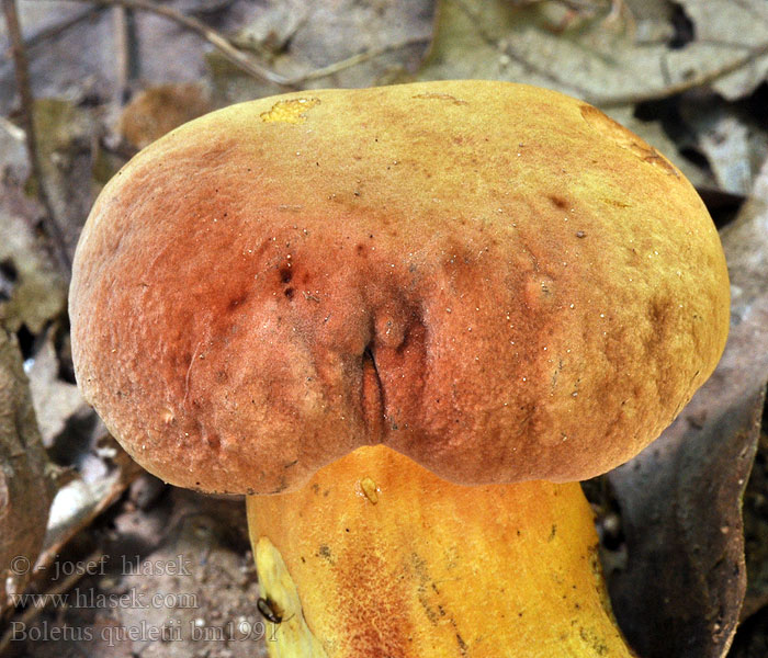 Boletus queletii 削脚牛肝菌 Bolet Quélet Βωλίτης του Quelet