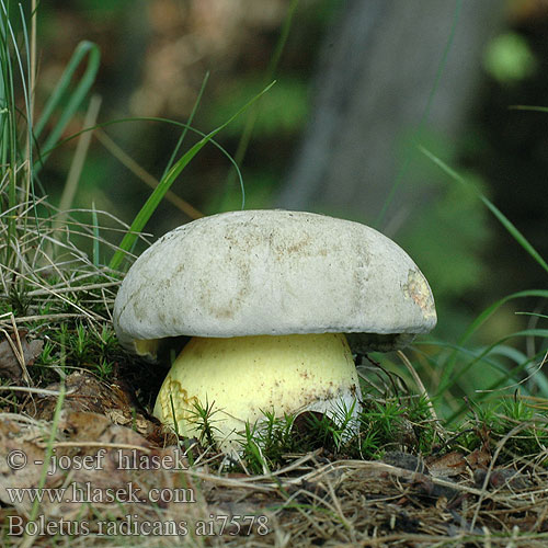 Boletus radicans ai7578