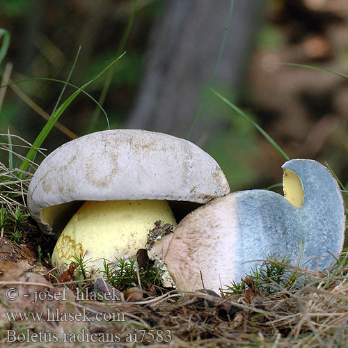 Boletus radicans ai7583