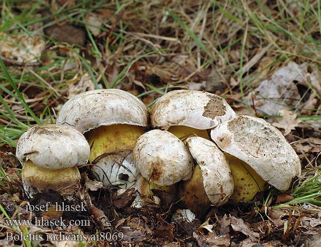 Boletus radicans ai8069