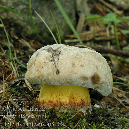 Boletus radicans ai8102