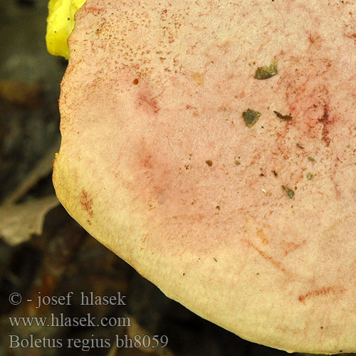 Boletus regius Royal Bolete Echter Königsröhrling