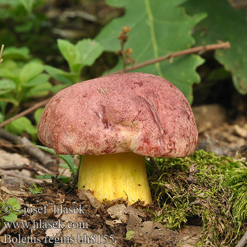 Boletus regius bh8155