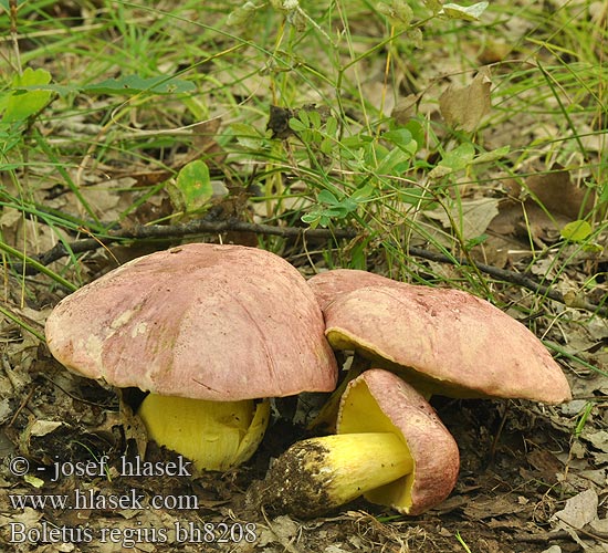 Boletus regius bh8208