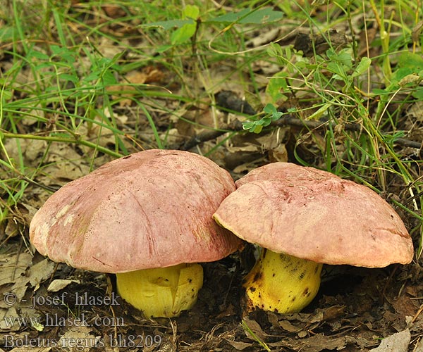 Boletus regius bh8209