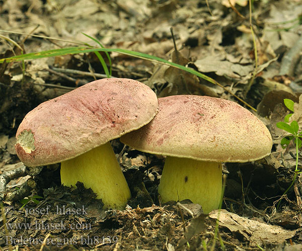 Boletus regius bh8439