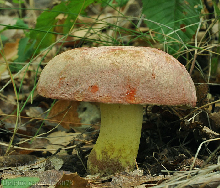 Royal Bolete Boletus regius