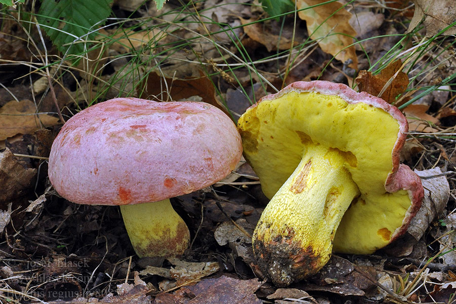 Echter Königsröhrling Boletus regius