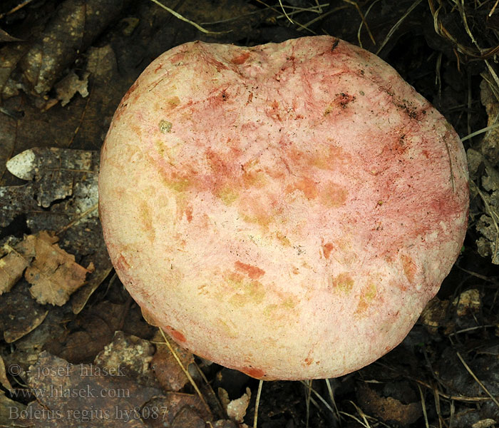 Боровик королевский Boletus regius