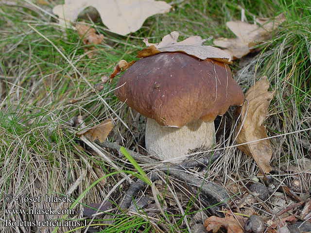 Boletus aestivalis reticulatus edulis Summer bolete king