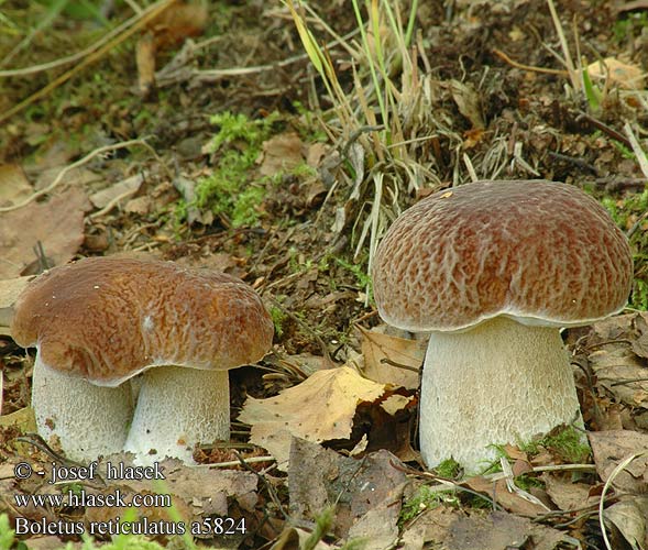 Boletus aestivalis Summer bolete king reticulated bolete