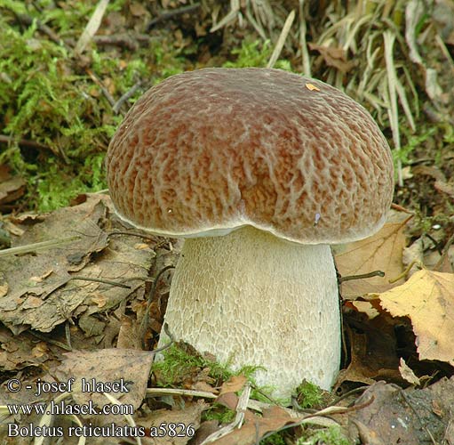 Boletus aestivalis Sommer-rørhat Tammenherkkutatti Bolet